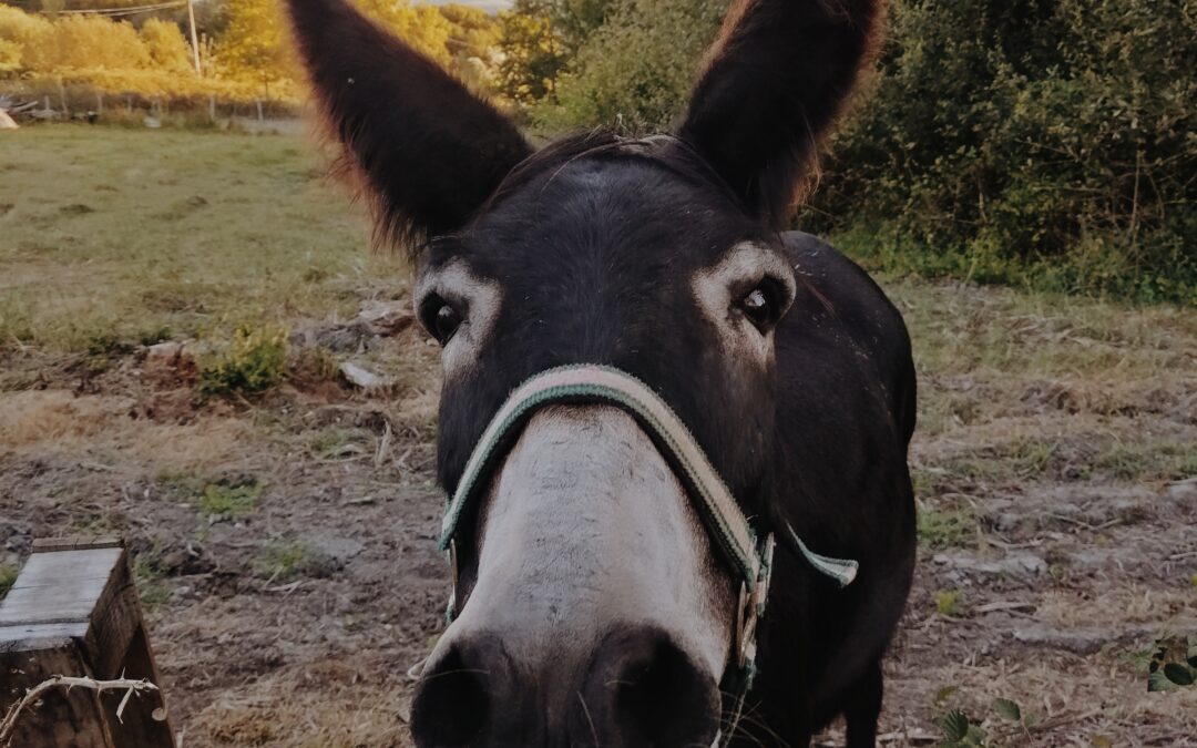 The donkey and the carrots